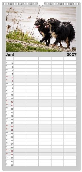 Produktbild: Familienplaner 2027 - Australian Shepherd - Traum auf vier Pfoten mit 5 Spalten (Wandkalender, 21 x 45 cm) CALVENDO