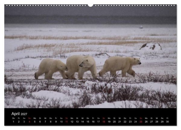Produktbild: Arktische Tr&auml;ume - Eisb&auml;ren in Kanada (Wandkalender 2027 DIN A2 quer), CALVENDO Monatskalender