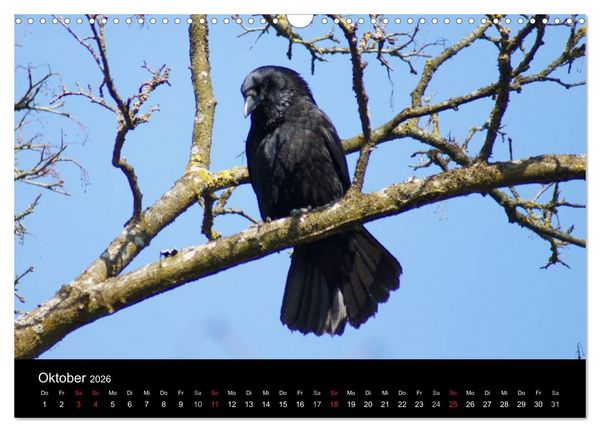 Produktbild: Das Leben der Rabenv&ouml;gel (Wandkalender 2026 DIN A3 quer), CALVENDO Monatskalender