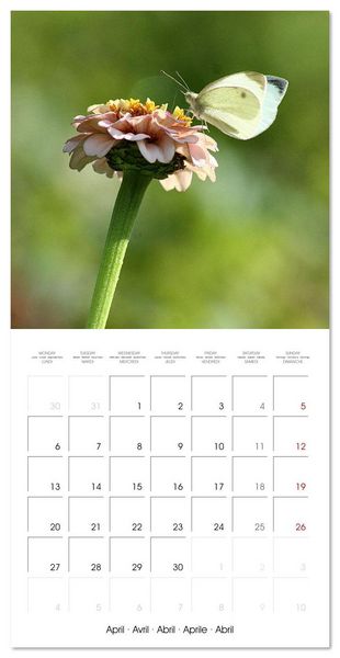 Produktbild: Gentle butterflies (Wall Calendar 2026 12 &times; 12 Inch) CALVENDO 12 Month Wall Calendar