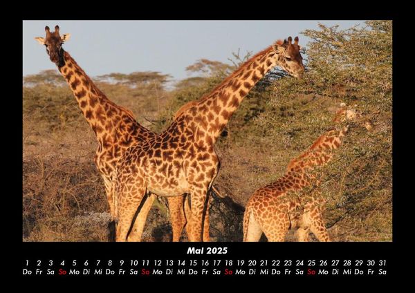 Produktbild: Giraffen 2025 Fotokalender DIN A3
