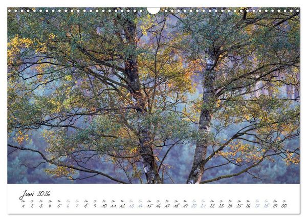 Produktbild: In der Welt der B&auml;ume (Wandkalender 2026 DIN A3 quer), CALVENDO Monatskalender