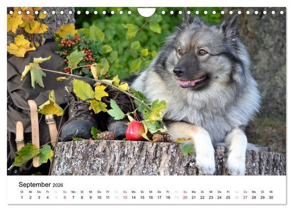 Produktbild: Der Wolfsspitz (Wandkalender 2026 DIN A4 quer), CALVENDO Monatskalender