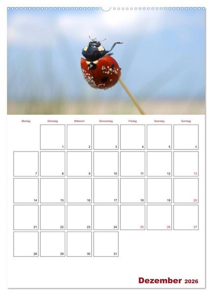 Produktbild: Marienk&auml;fergl&uuml;ck (hochwertiger Premium Wandkalender 2026 DIN A2 hoch), Kunstdruck in Hochglanz