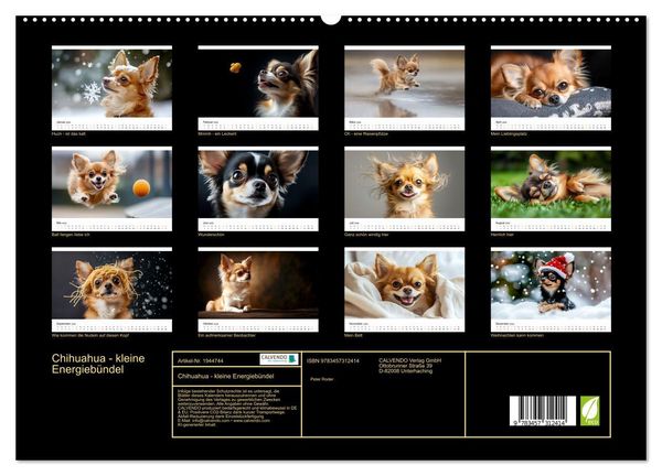 Produktbild: Chihuahua - kleine Energieb&uuml;ndel (hochwertiger Premium Wandkalender 2026 DIN A2 quer), Kunstdruck in Hochglanz