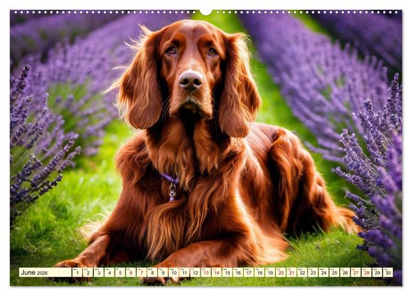 Produktbild: Irish Setter - pure grace (Wall Calendar 2026 DIN A2 landscape), CALVENDO 12 Month Wall Calendar