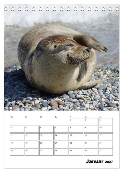 Produktbild: Liebenswerte Robben (Tischkalender 2027 DIN A5 hoch), CALVENDO Monatskalender