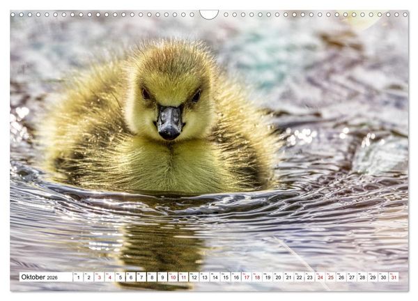 Produktbild: Flauschige Momente! Enten- und G&auml;nsek&uuml;ken im Jahreslauf (Wandkalender 2026 DIN A3 quer), CALVENDO Monatskalender