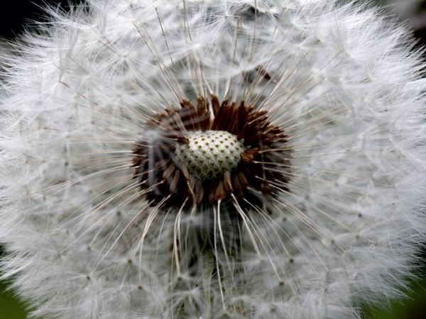 Produktbild: CALVENDO Puzzle Ein Motiv aus dem Kalender Der L&ouml;wenzahn-Terminplaner | 1000 Teile Lege-Gr&ouml;&szlig;e 64x48cm Foto-Puzzle f&uuml;r gl&uuml;ckliche Stunden