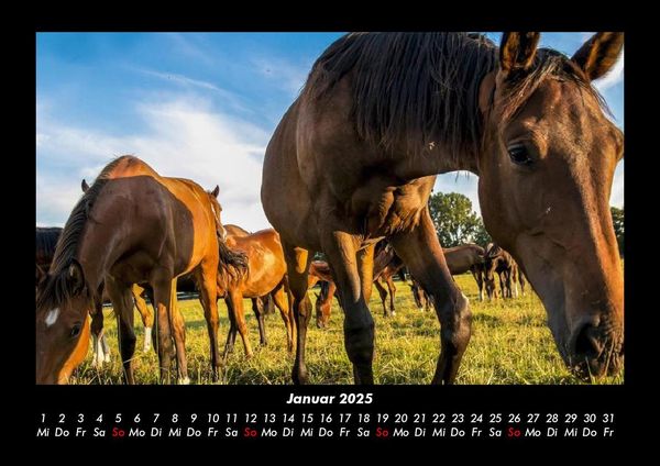 Produktbild: Tiere auf dem Bauernhof 2025 Fotokalender DIN A3