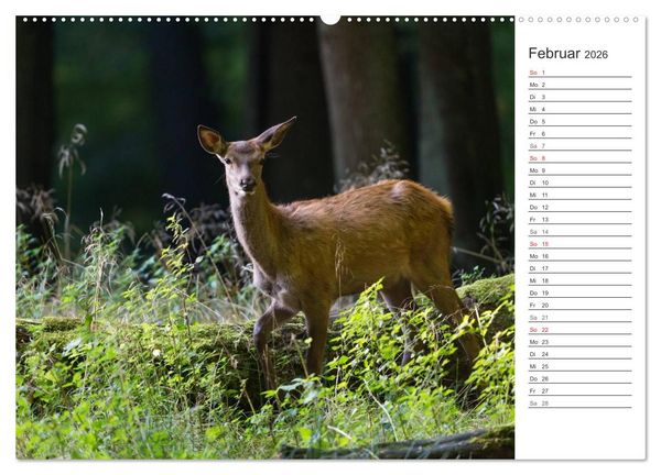 Produktbild: Emotionale Momente: Hirschbrunft. Part II. (hochwertiger Premium Wandkalender 2026 DIN A2 quer), Kunstdruck in Hochglanz