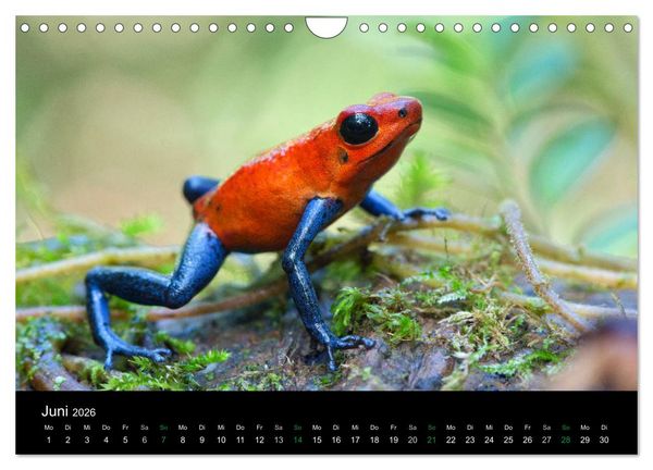 Produktbild: Costa Rica - Faszination Fr&ouml;sche (Wandkalender 2026 DIN A4 quer), CALVENDO Monatskalender