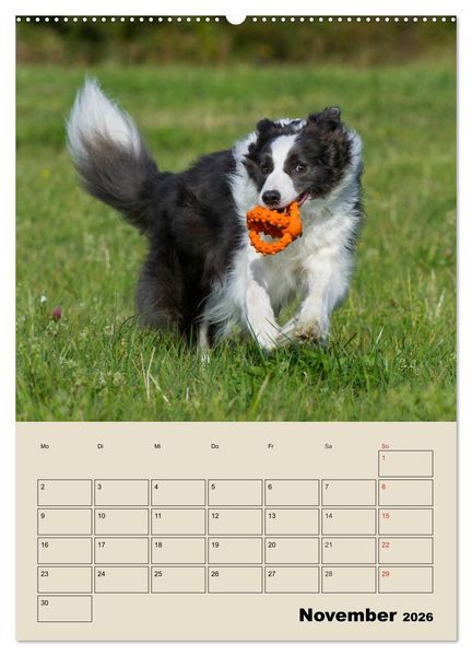 Produktbild: Border Collie - Ein Familienplaner (Wandkalender 2026 DIN A2 hoch), CALVENDO Monatskalender