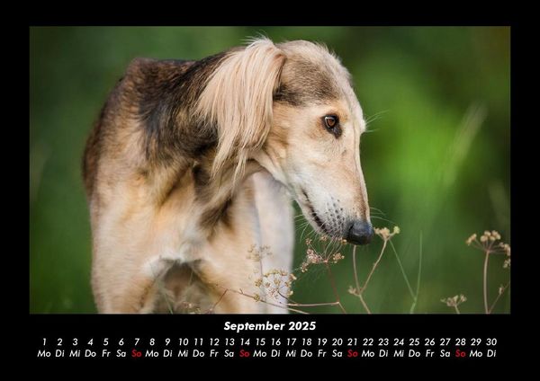 Produktbild: Hunde 2025 Fotokalender DIN A3