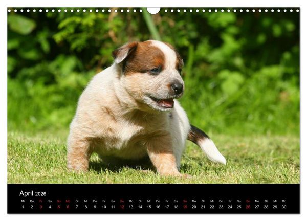 Produktbild: Australian Cattle Dog Welpen (Wandkalender 2026 DIN A3 quer), CALVENDO Monatskalender
