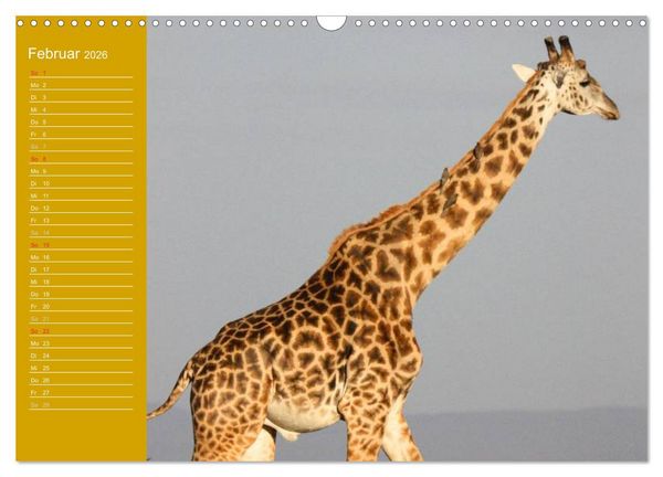 Produktbild: Giraffen / Geburtstagskalender (Wandkalender 2026 DIN A3 quer), CALVENDO Monatskalender