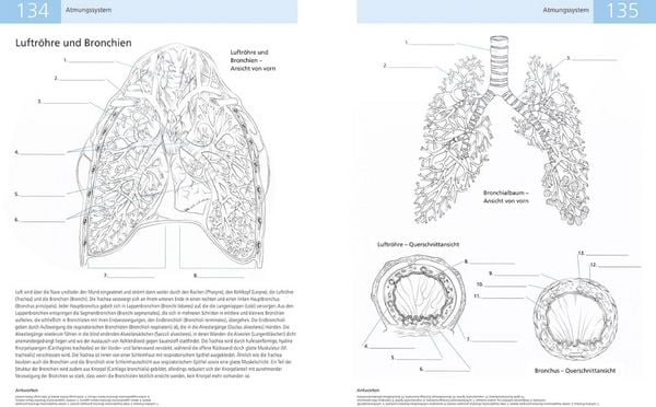 Produktbild: Das Lehrbuch der Anatomie