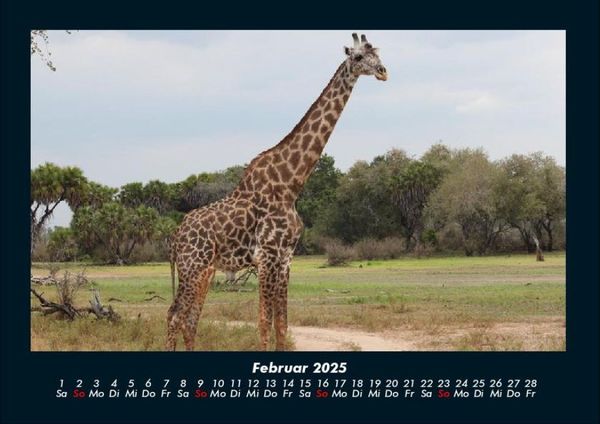 Produktbild: Giraffen 2025 Fotokalender DIN A4