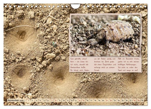 Produktbild: GEOclick Lernkalender: Insekten (Wandkalender 2026 DIN A4 quer), CALVENDO Monatskalender