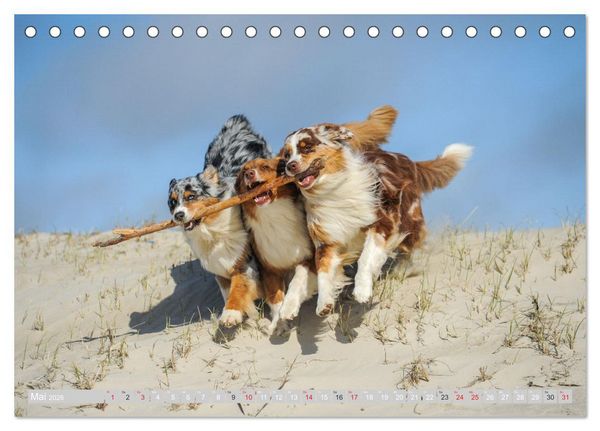 Produktbild: Australian Shepherd 2026 (Tischkalender 2026 DIN A5 quer), CALVENDO Monatskalender