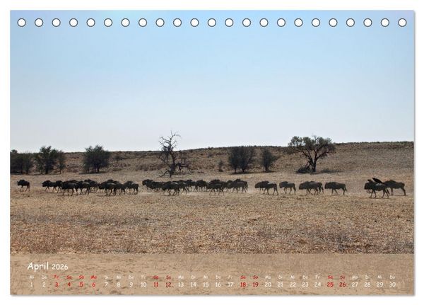 Produktbild: Kgalagadi - Fauna und Wildtiere in der Kalahari (Tischkalender 2026 DIN A5 quer), CALVENDO Monatskalender