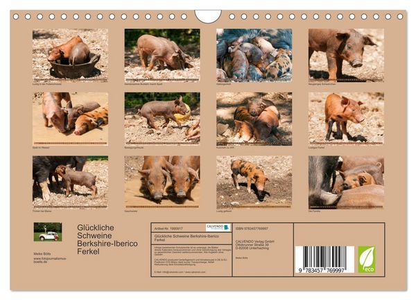 Produktbild: Gl&uuml;ckliche Schweine Berkshire-Iberico Ferkel (Wandkalender 2026 DIN A4 quer), CALVENDO Monatskalender