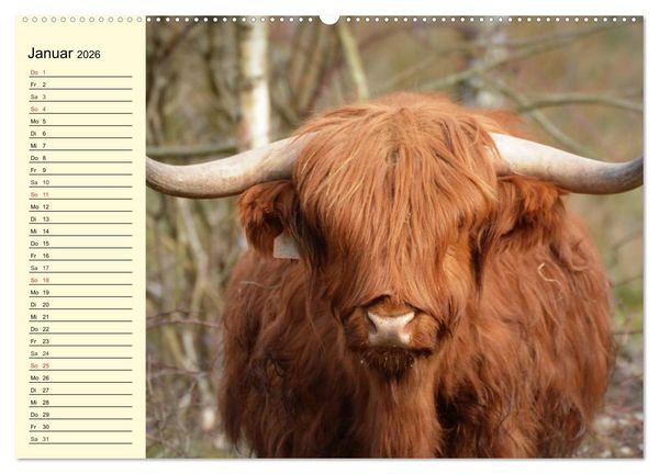 Produktbild: Schottische Hochlandrinder. Freundlich, sch&ouml;n und robust (Wandkalender 2026 DIN A2 quer), CALVENDO Monatskalender