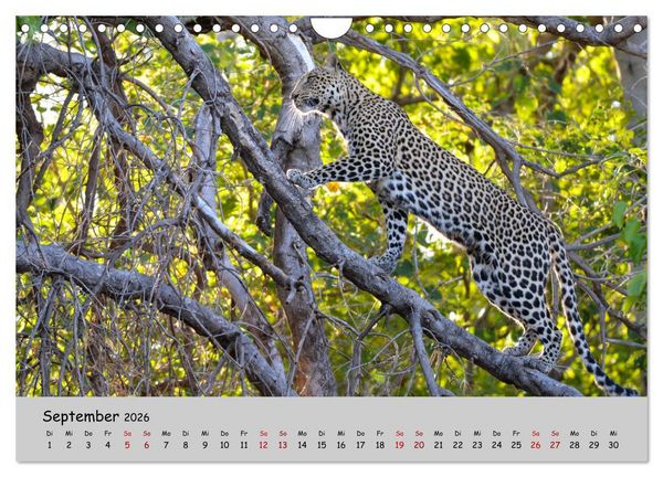 Produktbild: Leoparden - gro&szlig; und klein (Wandkalender 2026 DIN A4 quer), CALVENDO Monatskalender