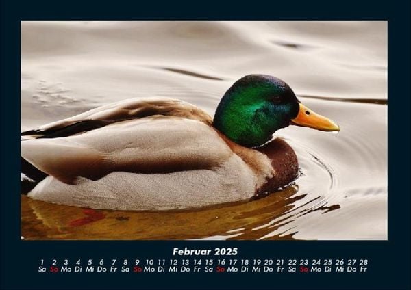 Produktbild: Enten 2025 Fotokalender DIN A4