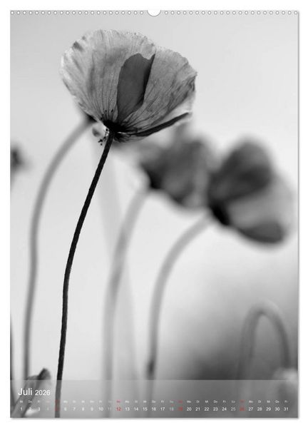 Produktbild: Monochrome Bl&uuml;ten - In Schwarz-Wei&szlig; Bildern durch das Jahr (Wandkalender 2026 DIN A2 hoch), CALVENDO Monatskalender