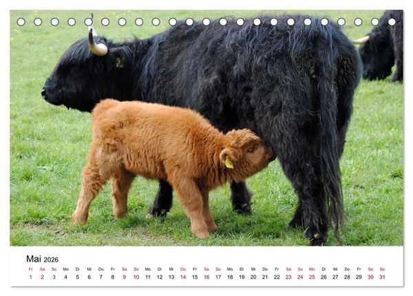 Produktbild: Die Schottischen Hochlandrinder und ihr Nachwuchs (Tischkalender 2026 DIN A5 quer), CALVENDO Monatskalender