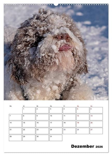 Produktbild: Lagotto Romagnolo - Lustige Zwerge (Wandkalender 2026 DIN A2 hoch), CALVENDO Monatskalender
