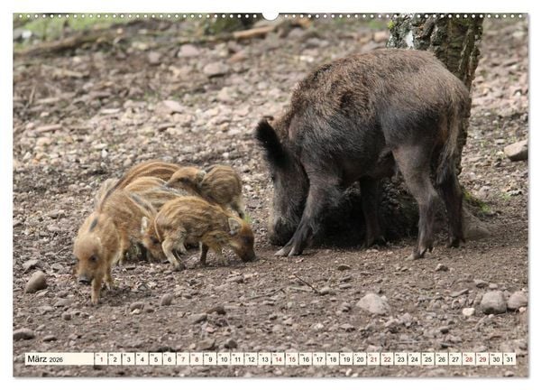 Produktbild: Wildschweine - Tiere aus unseren W&auml;ldern (Wandkalender 2026 DIN A2 quer), CALVENDO Monatskalender
