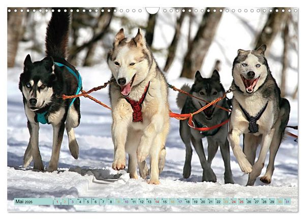 Produktbild: Huskies - Tolle Gef&auml;hrten (Wandkalender 2026 DIN A3 quer), CALVENDO Monatskalender