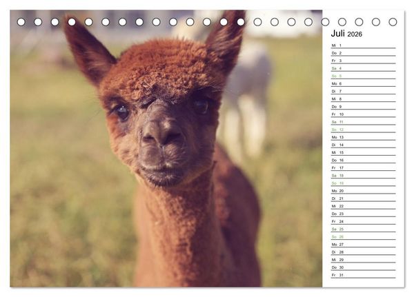 Produktbild: Alpakas im Paradies (Tischkalender 2026 DIN A5 quer), CALVENDO Monatskalender