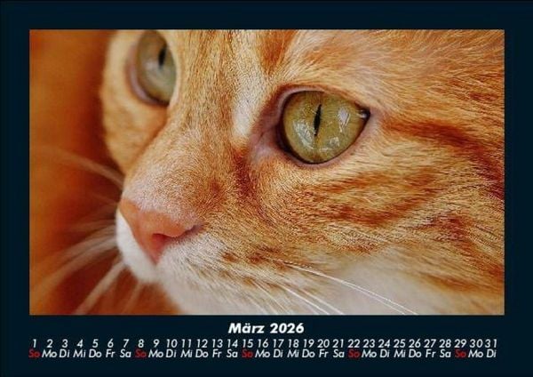 Produktbild: F&uuml;r Katzenfreunde 2026 Fotokalender DIN A5