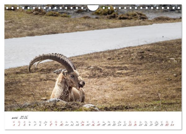 Produktbild: Les Hautes-Alpes sur les chemins des marmottes (Calendrier mural 2026 DIN A4 vertical), CALVENDO calendrier mensuel