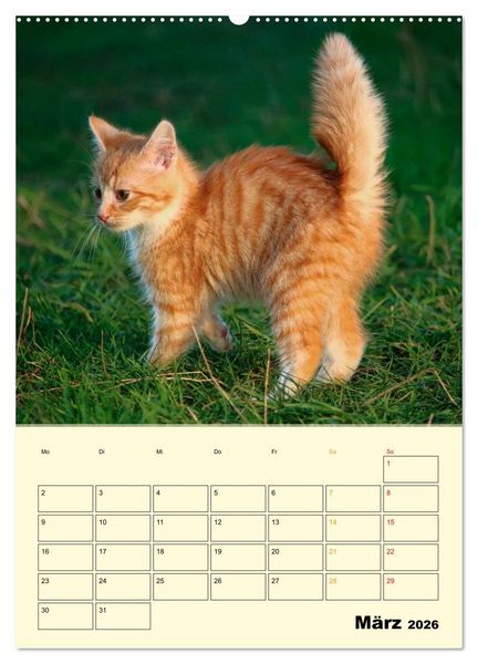 Produktbild: K&auml;tzchen - Theater (Wandkalender 2026 DIN A2 hoch), CALVENDO Monatskalender
