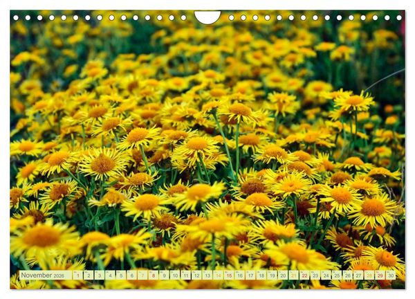 Produktbild: Blumenwiesen &ndash; ein bl&uuml;tenzauberhaftes Jahr (Wandkalender 2026 DIN A4 quer), CALVENDO Monatskalender