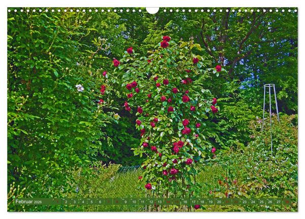 Produktbild: Rosengarten auf dem Beutig (Wandkalender 2026 DIN A3 quer), CALVENDO Monatskalender