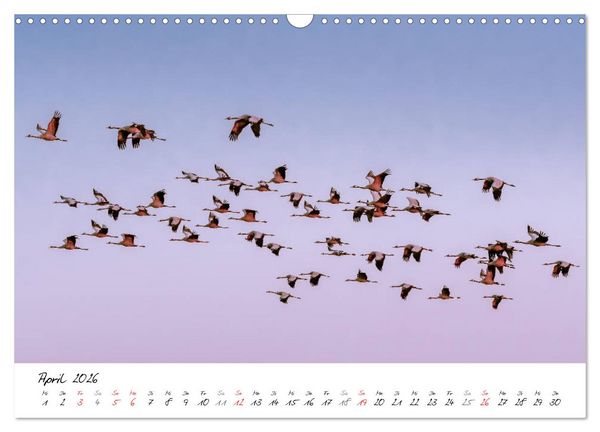 Produktbild: Mein Fischland! Unterwegs auf dem Dar&szlig; (Wandkalender 2026 DIN A3 quer), CALVENDO Monatskalender