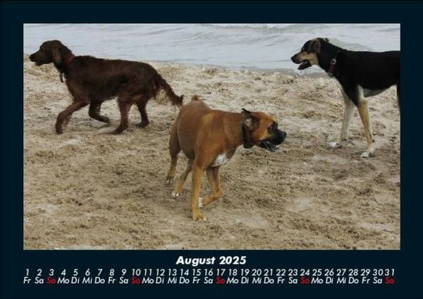 Produktbild: Hundezauber 2025 Fotokalender DIN A5