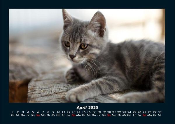 Produktbild: F&uuml;r Katzenfreunde 2025 Fotokalender DIN A4