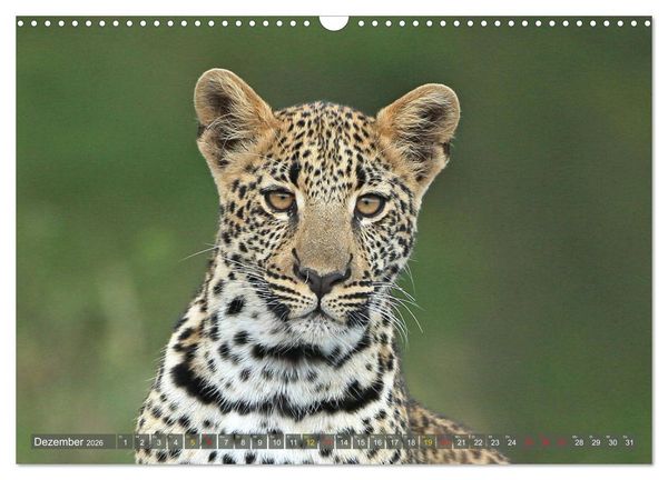 Produktbild: L&ouml;wen und Leoparden - Begegnungen in Afrika (Wandkalender 2026 DIN A3 quer), CALVENDO Monatskalender