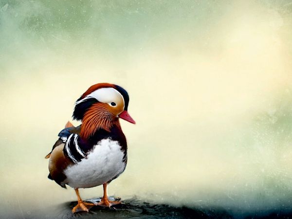 Produktbild: CALVENDO Puzzle Mandarinente | 1000 Teile Lege-Gr&ouml;&szlig;e 64x48cm Foto-Puzzle f&uuml;r gl&uuml;ckliche Stunden