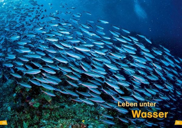 Produktbild: WAS IST WAS Erstes Lesen Band 12. Ozeane