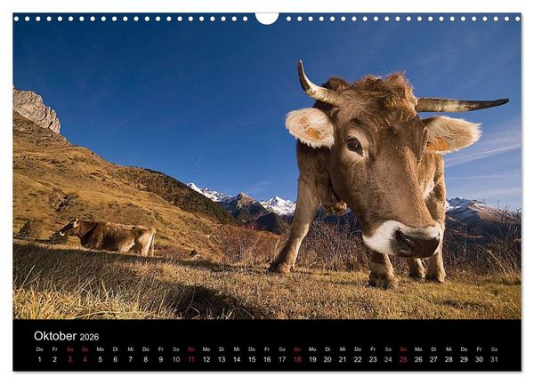 Produktbild: K&uuml;he 2026 (Wandkalender 2026 DIN A3 quer), CALVENDO Monatskalender