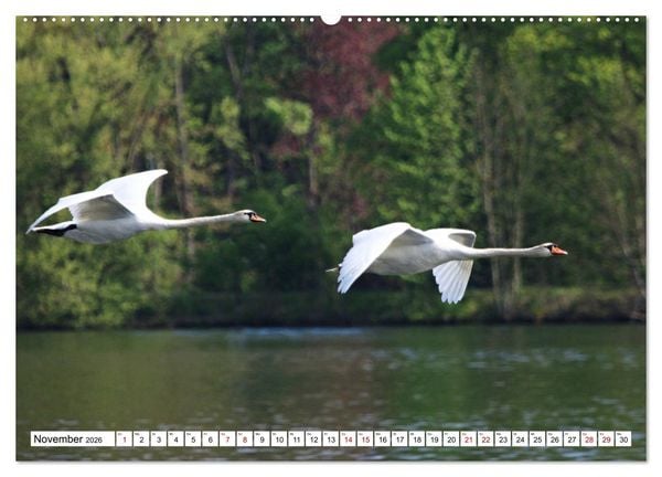 Produktbild: Schw&auml;ne - imposant und faszinierend (hochwertiger Premium Wandkalender 2026 DIN A2 quer), Kunstdruck in Hochglanz