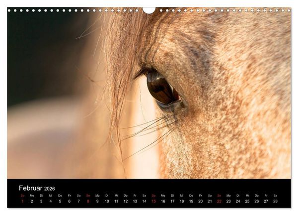 Produktbild: Wilde Pferde (Wandkalender 2026 DIN A3 quer), CALVENDO Monatskalender