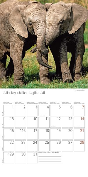 Produktbild: Elefanten - T & C-Kalender 2013